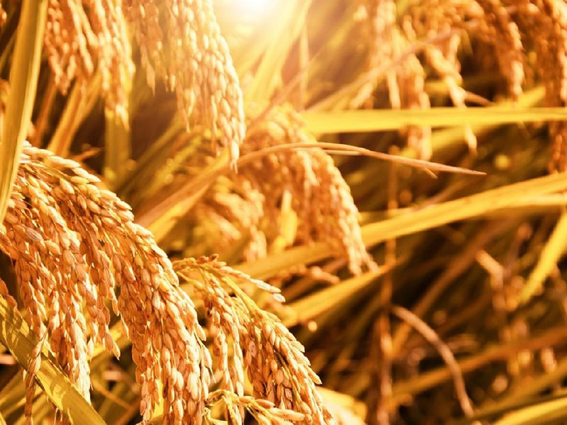 农产品工贸一体化企业创新案例